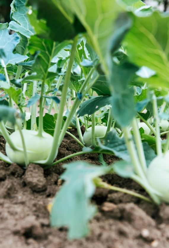 Organicko minerálne substráty v zahrade